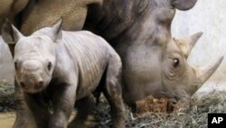 L'informatique est mise au service des rhinocéros, toujours braconnés pour leurs cornes