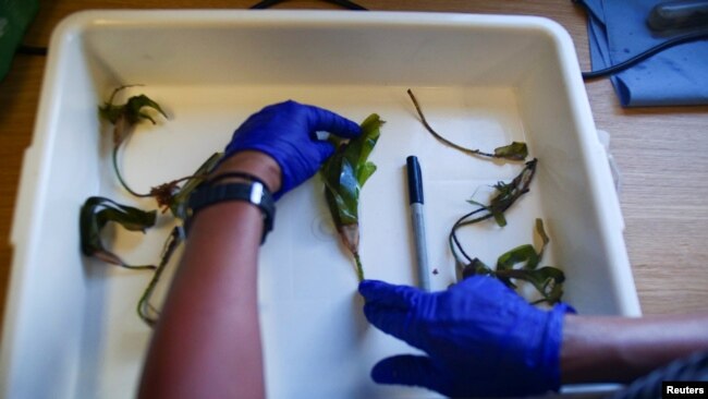 Lecturer in ecology at the University of Exeter, Dr. Kirsten Thompson measures seagrass gathered floating at the surface at the Saya de Malha Bank within the Mascarene plateau, Mauritius March 10, 2021. REUTERS/Christophe Van Der Perre