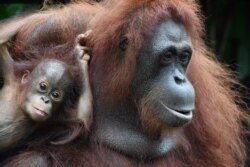 Bayi bornean orangutan (Pongo pygmaeus), Khansa (kiri) dan induknya, Anita di kebun binatang "Zoological Garden" Singapura. (Foto: dok).