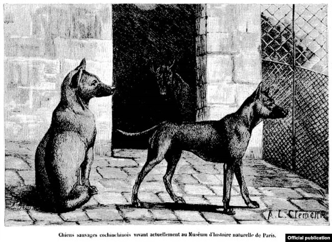 Ảnh vẽ 3 chó Phú Quốc ở Thảo Cầm Viên Paris (trong báo ‘La Nature’ số 21-02-1891)