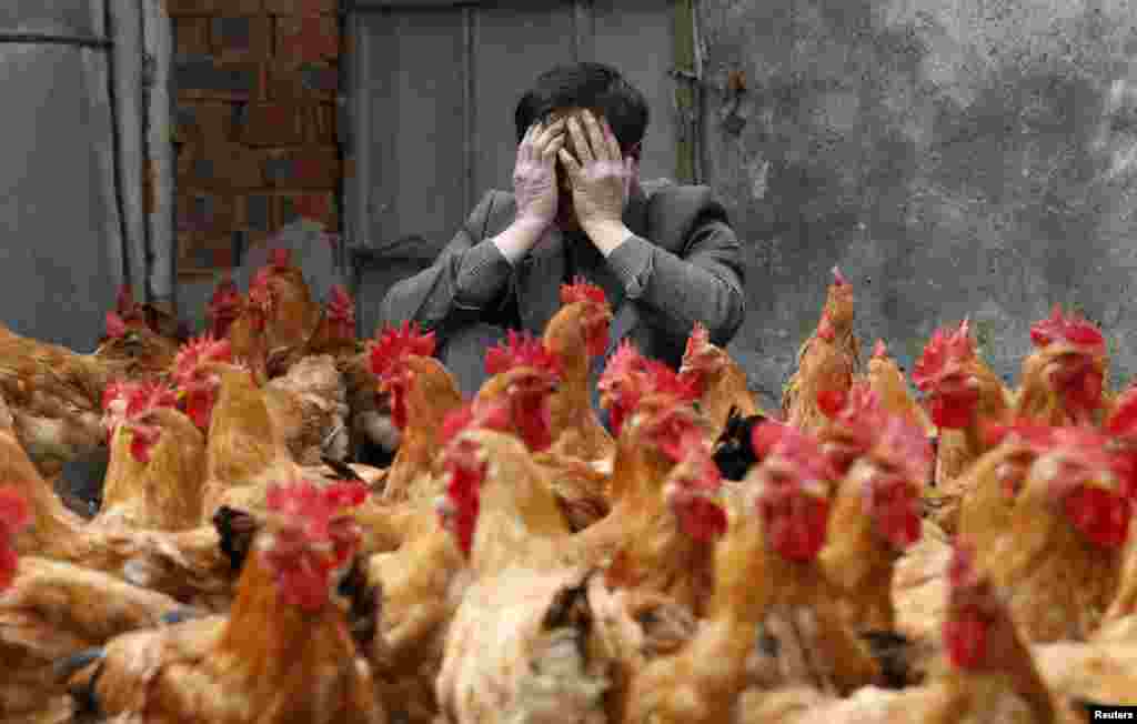 A breeder covers his face as he sits behind his chickens, which according to the breeder are not infected with the H7N9 virus, in Yuxin township, Zhejiang province, China. According to chicken breeders, their businesses are strongly affected as all six local poultry markets in Yuxin are closed for preventing the transmission of the virus.