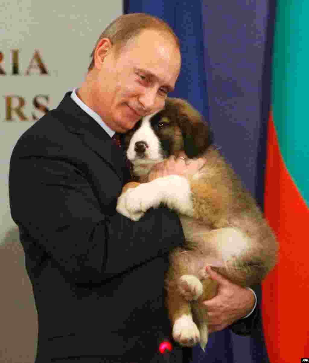 Владимир Путин обнимает щенка болгарской овчарки - подарок премьер-министра Болгарии Бойко Борисова. 13 ноября 2010 г.