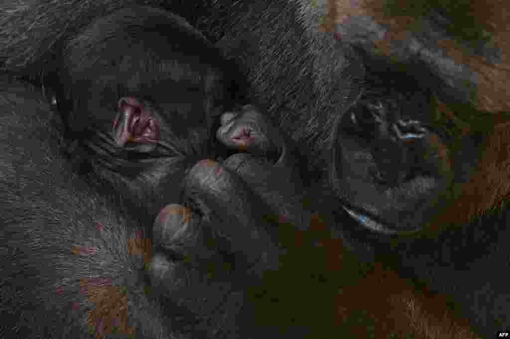 A gorilla named Buu holds its newborn baby at their closed area at Bioparc in Fuengirola, Spain.