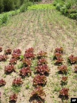 The Worldwatch Institute visited successful farms, such as this lettuce farm in South Africa, to learn about the agricultural methods they’re using to produce food while simultaneously protecting the ecology