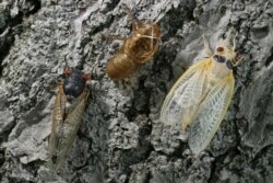 cicada