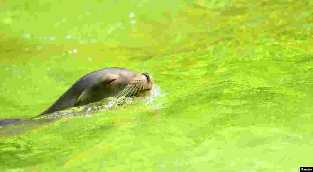 Seekor anjing laut berenang di air, sementara gelombang panas diperkirakan akan melanda kota, di Kebun Binatang Berlin, Jerman.