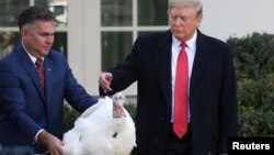 도널드 트럼프 미국 대통령이 26일 백악관에서 열린 추수감사절 칠면조 사면 행사에 참석했다.