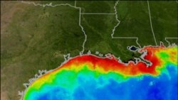 Killer 'Dead Zone' Grows in the Gulf of Mexico