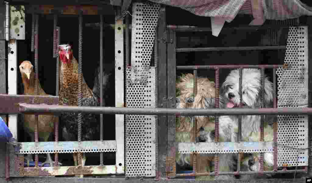 Shih tzu dogs look out from a chicken coop, where they are temporarily placed by their owner as a fire burned down a residential area in Manila, Philippines.
