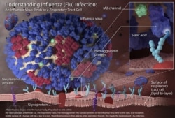 The Influenza. U.S. Center for Disease Control media library