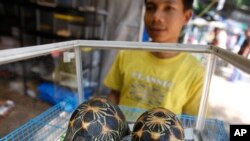 FILE - Radiated tortoises, originally a native species of southern Madagascar, are on display during an annual flora and fauna expo in Jakarta, Indonesia.