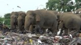 پالاکاڈو گاؤں میں ہاتھیوں کا ریوڑ کوڑے کرکٹ کے ڈھیر کے گرد جمع ہے، جہاں وہ پلاسٹک بھی کھاتے ہیں۔ 6 جنوری 2022ء 