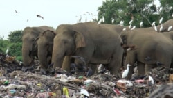 Wild elephants scavenge for food at an open landfill in Pallakkadu village in Ampara district, about 210 kilometers (130 miles) east of the capital Colombo, Sri Lanka, Jan. 6, 2022.