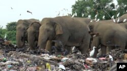 Wild elephants scavenge for food at an open landfill in Pallakkadu village in Ampara district, about 210 kilometers (130 miles) east of the capital Colombo, Sri Lanka, Jan. 6, 2022.