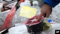 A prospective buyer inspects the quality of a frozen tuna before the first auction of the year at the newly opened Toyosu Market, new site of Tokyo's fish market, in Tokyo, Jan. 5, 2019.