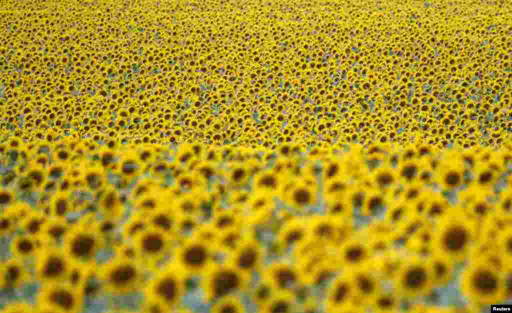 A field of sunflowers is seen at the site of the downed Malaysian airliner MH17 near the village of Rozsypne in the Donetsk region, Ukraine.