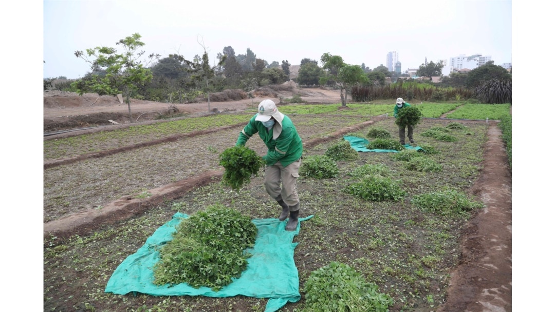 Seorang pekerja kebun binatang memanen rumput untuk memberi makan hewan di Kebun Binatang Parque de las Leyendas, di Lima, Peru, Jumat, 14 Mei 2021.