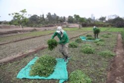 Seorang pekerja kebun binatang memanen rumput untuk memberi makan hewan di Kebun Binatang Parque de las Leyendas, di Lima, Peru, Jumat, 14 Mei 2021.