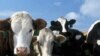 Australia Lifts Ban on Live Cattle Shipments to Indonesia