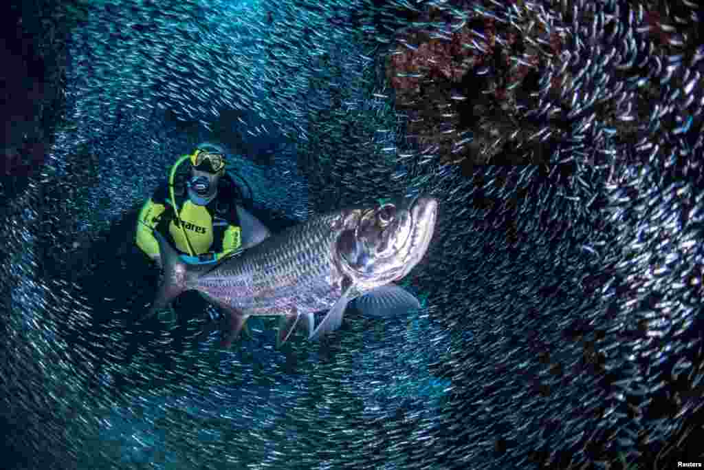 A scuba diver is surrounded by schools of silversides in the Devil&#39;s Grotto area near George Town, Cayman Islands.