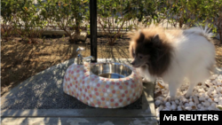 A dog is pictured at the first ‘dog toilet’ opened at an airport in Japan, at Osaka International Airport in this undated handout obtained by Reuters on February 10, 2020.