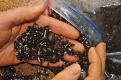 Reich put seeds in wet dirt in a plastic bag and germinated them in his refrigerator, Jan. 26, 2013. (AP Photo/Lee Reich)