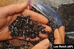 Reich put seeds in wet dirt in a plastic bag and germinated them in his refrigerator, Jan. 26, 2013. (AP Photo/Lee Reich)