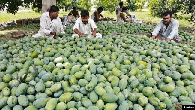 پاکستان ٹیکسٹائل کے علاوہ چاول، پھل، سرجیکل آلات، چمڑے سے بنی ہوئی اشیاء، فرنیچر، اسپورٹس کا سامان اور بڑے پیمانے پر سمندری غذائی اشیاء بھی دنیا کے دیگر ممالک کو بیچتا ہے۔ (فائل فوٹو)