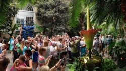 Visitors crowd around a "corpse flower" hoping to smell. It smells like rotting flesh. This photo was taken on July 22, 2013, at the U.S. Botanic Garden in Washington. (AP Photo/Jacquelyn Martin)