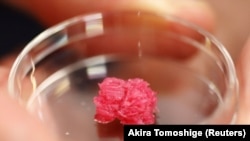 4/4 Osaka University Professor Michiya Matsusaki holds a Petri dish with cultured Wagyu beef at a lab at the university in Suita, Osaka Prefecture, Japan October 5, 2021. Picture taken on October 5, 2021. REUTERS/Akira Tomoshige