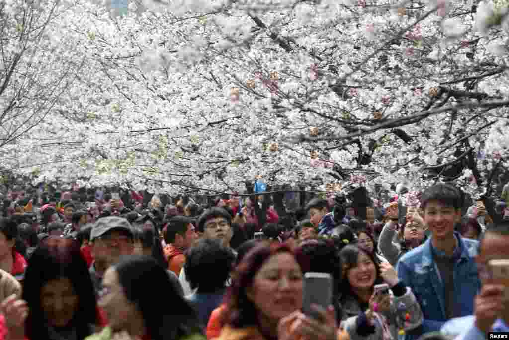 شکوفه&zwnj;های گیلاس در شهر نانجینگ چین.