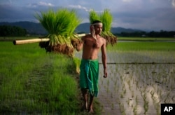 FILE - A farmer carries paddy for transplantation on the outskirts of Gauhati, India.