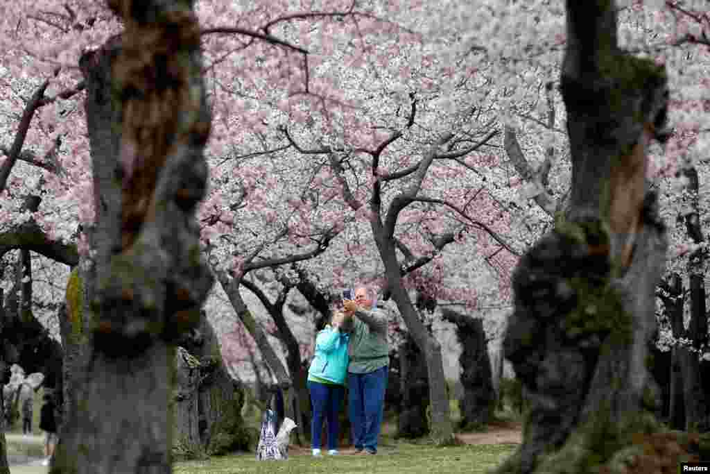 워싱턴 DC의 만개한 벚꽃 아래에서 노부부가 사진을 찍고 있다.