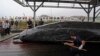 စီးပွားဖြစ် ဝေလငါးဖမ်းဆီးမှု ဂျပန်ပြန်လည် ခွင့်ပြု