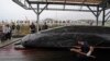 Япония возобновит промысел китов в следующем году
