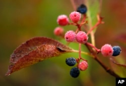 FILE - Morning dew covers berries in Bartlett, N.H., Sept. 18, 2017. Despite forecasts for brilliant foliage throughout the Northeast this year, longtime leaf watchers said the leaves this fall were dull and weeks behind schedule in their turn from green to the brilliant hues of autumn.