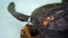 Una tortuga herida se recupera en un tanque luego de que voluntarios limpiaran sus heridas, en el Centro de Rehabilitación de Fauna Marina, en Salango, Ecuador, el 11 de octubre de 2021. 