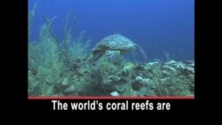 Local and Global Pressures Threaten Coral Reefs