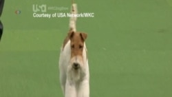 138th Annual Westminster Kennel Club Dog Show