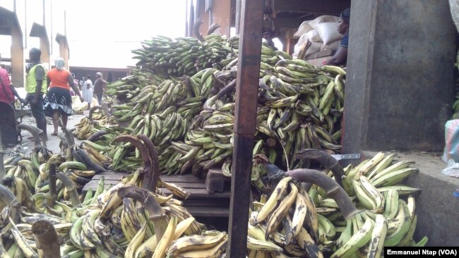 Les plantains destinés pour le marché de Libreville au Gabon sont stockés au marché Mfoundi, à Yaoundé, Cameroun, 20 février 2017. (VOA/Emmanuel Ntap).
