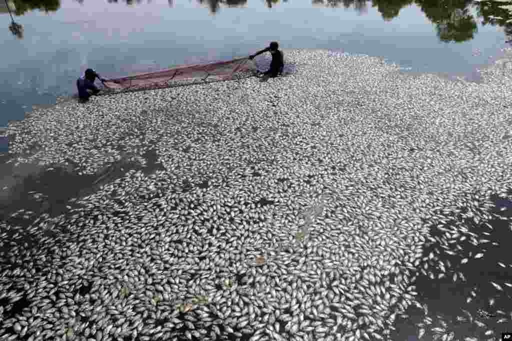 Civic workers remove dead fish floating at a partially dried up lake in Ambattur, Chennai, India.