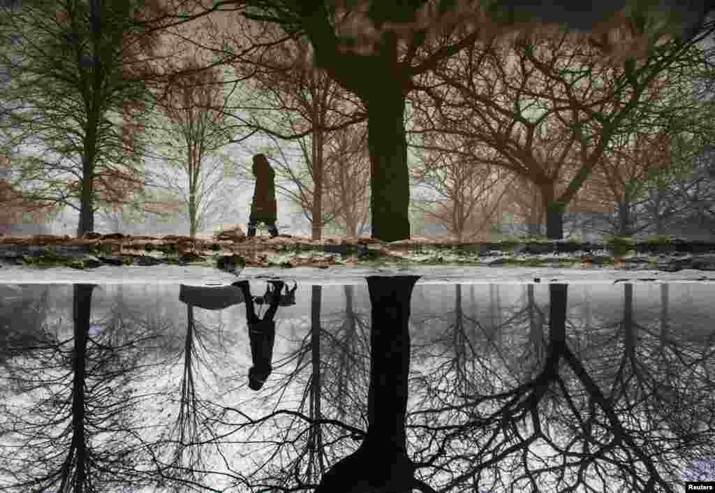 A woman is reflected in a puddle from rain and melted ice as she walks her dog during winter in Toronto, Canada, Jan. 11, 2014. 