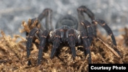 Trapdoor spiders spend most of their time in underground burrows, emerging mainly to grab prey. Their rear half is segmented, a trait visible in some of the earliest spider fossils. (© AMNH\R. Mickens)