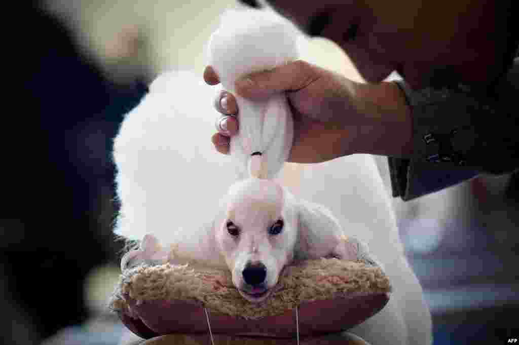 중국 베이징에서 열린 국제애완동물박람회에서 한 남성이 애완견 경연대회에 참가한 미니푸들을 꾸미고 있다.