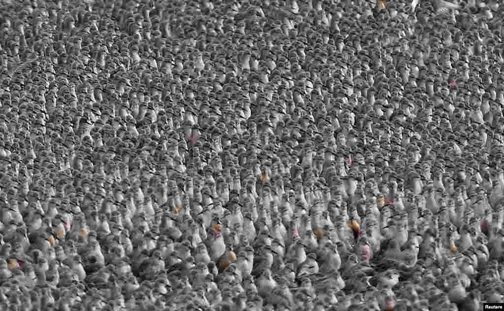 Thousands of wading birds move onto dry sandbanks during the month's highest tides at the Wash Estuary, in Norfolk, Britain.