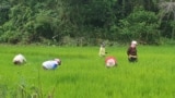 FILE - Petani membersihkan lahan sawah dari gulma di desa Saojo, Kecamatan Pamona Utara, Kabupaten Poso, Sulawesi Tengah. 14 Januari 2021. (Yoanes Litha/VOA)