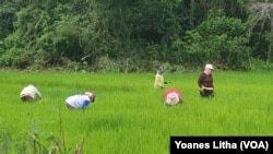 FILE - Petani membersihkan lahan sawah dari gulma di desa Saojo, Kecamatan Pamona Utara, Kabupaten Poso, Sulawesi Tengah. 14 Januari 2021. (Yoanes Litha/VOA)