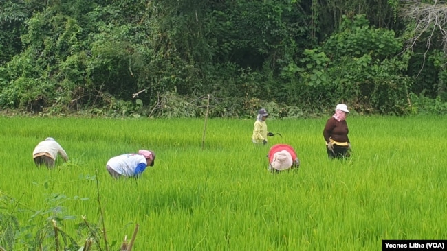 FILE - Petani di desa Saojo, Kecamatan Pamona Utara, Kabupaten Poso, Sulawesi Tengah. Kamis, membersihkan lahan sawah dari gulma, 14 Januari 2021. (Yoanes Litha/VOA)