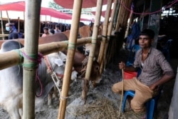 Seorang pedagang hewan kurban, menunggu pelanggan di pasar sapi Gabtoli menjelang Idul Adha di Dhaka, Bangladesh, Jumat, 16 Juli 2021. (AP)