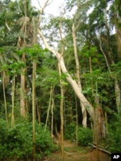 Guinean Rainforest